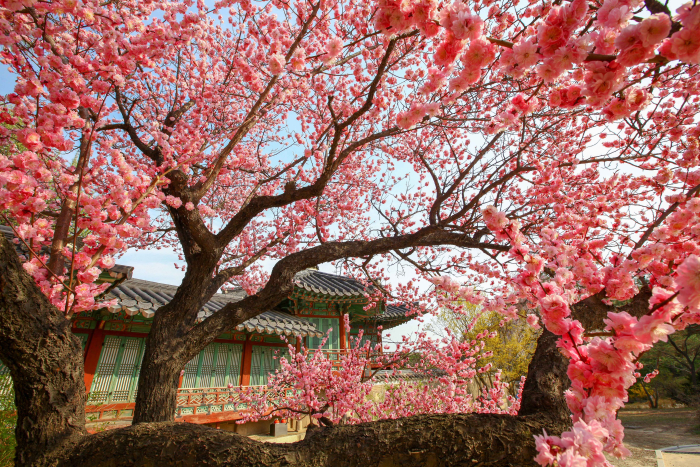 Changdeokgung Palace