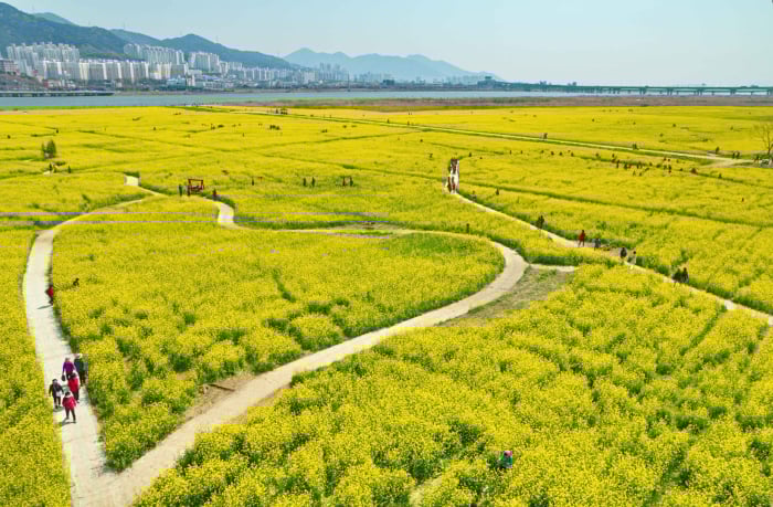 Yuchae Festival